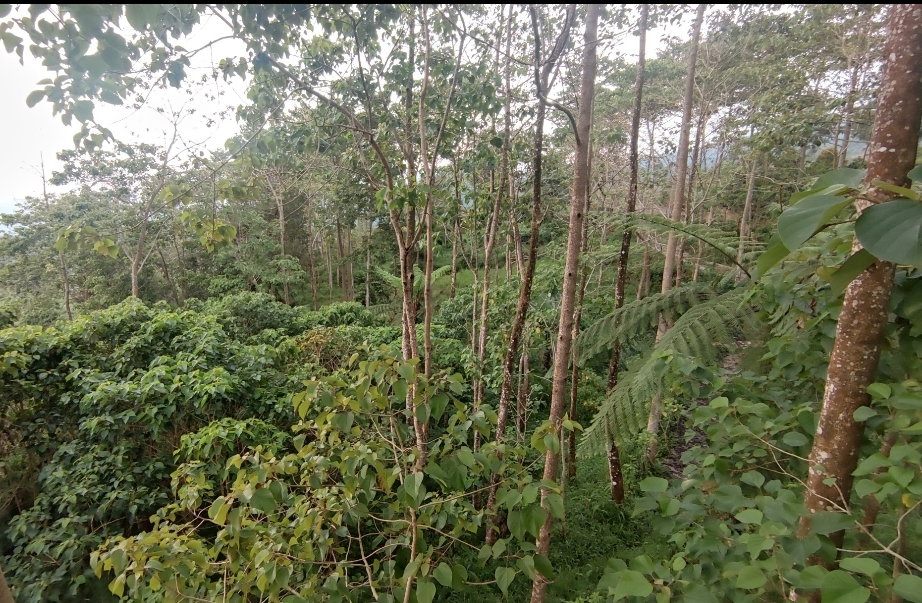 Harimau Abu Penghuni Gunung Ciremai, Gampang Dijumpai di 5 Tempat Ini, Kumpul di Tumbuhan Berbunga