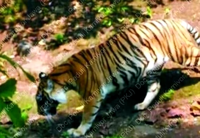 Sederet Bukti Harimau Jawa Belum Punah, Ada Bukti Foto Tahun 2019 yang Bikin Geger