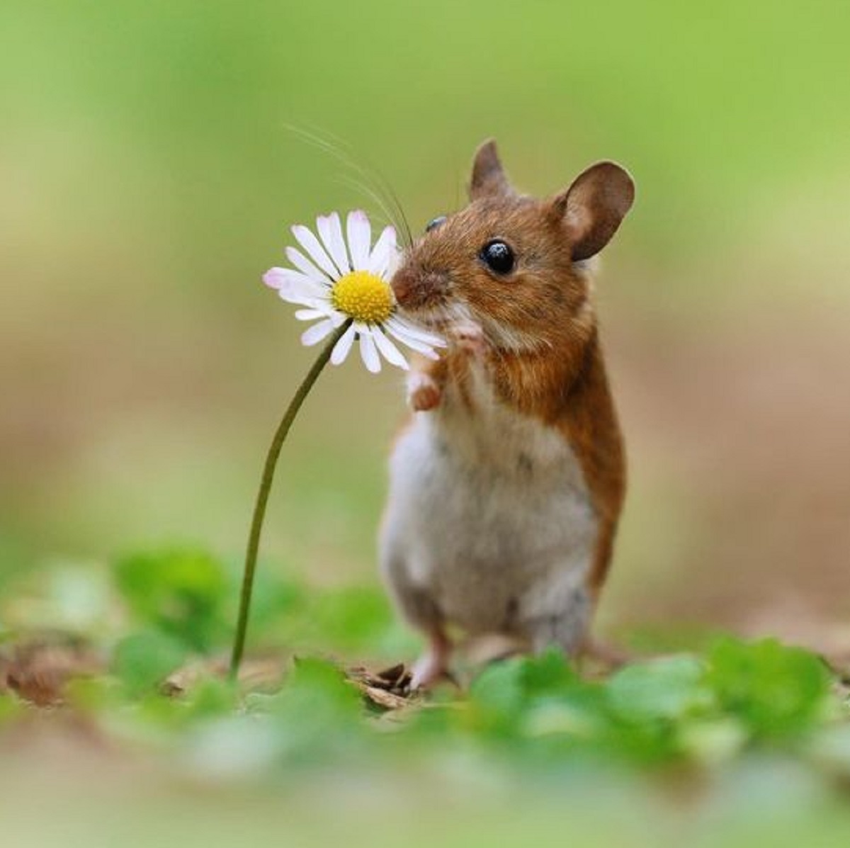 Cegah Tikus Masuk Ke Dalam Rumah, Ini Dia 5 Bau Wewangian Yang Tidak Disukai Tikus