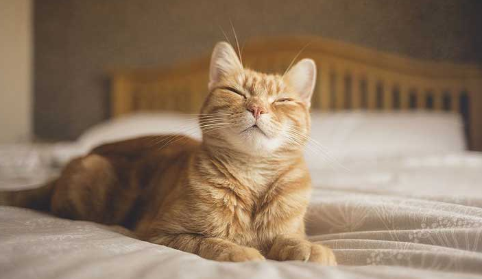 Pemilik Anabul Wajib Tau! Ini 6 Pertanda Kucing Menyukai Kita, yang Masih Jarang diketahui!
