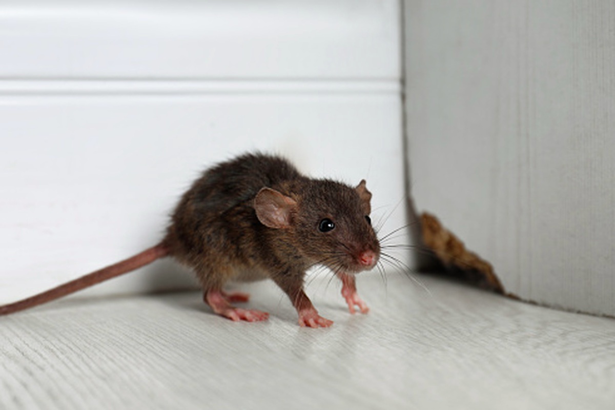 Pendapat Peneliti: ‘Ampuh Mengusir Tikus’ Ini Dia 5 Tips Mengusir Tikus di Rumah, Bisa Kamu Coba!