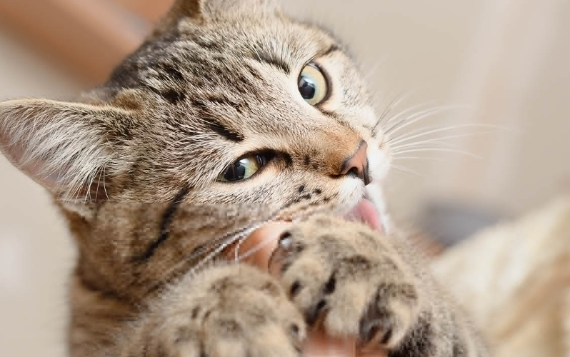 Apa itu Gigitan Cinta Kucing? Berikut 5 Alasan Kucing Suka Menggigit Jari atau Tangan Pemiliknya