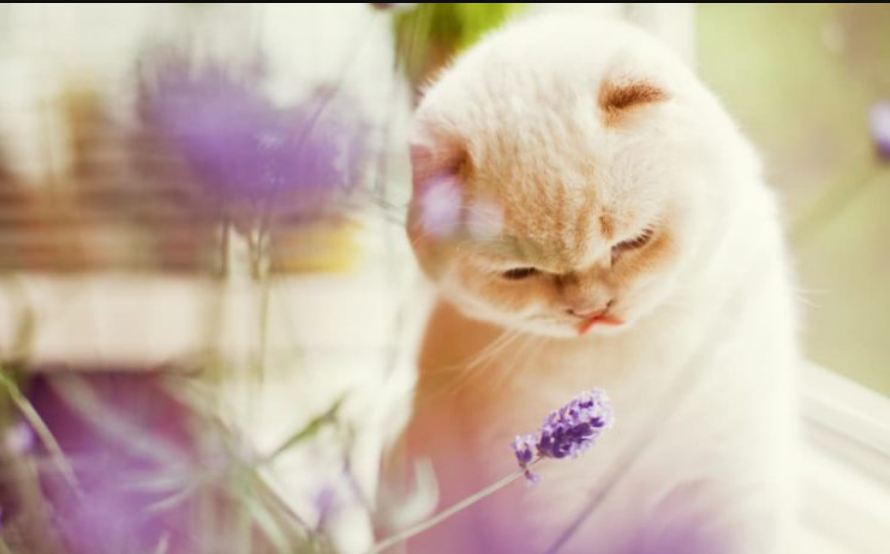 Apakah Tanaman Lavender Aman untuk Kucing Peliharaan? Cari Tahu Sebelum Memeliharanya Bareng Anabul
