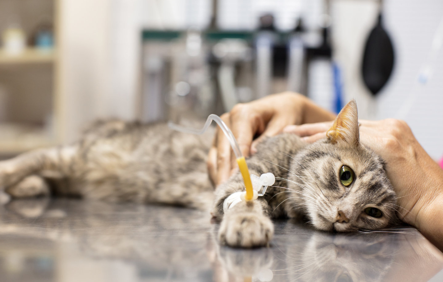 Perhatikan 5 Tanda Kucing Keracunan Makanan Berikut, Lengkap dengan Tipsnya