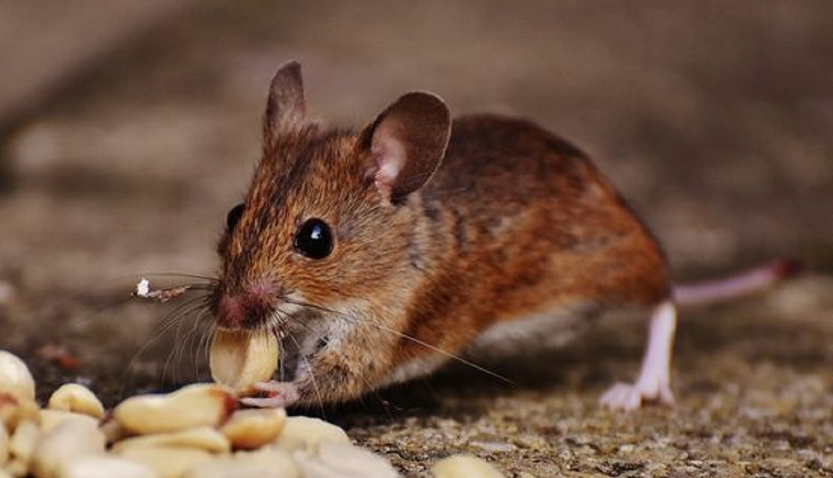 6 Langkah Jitu Menjebak Tikus di Plafon Rumah Menggunakan Kapur Barus, Yuk Ikuti Caranya