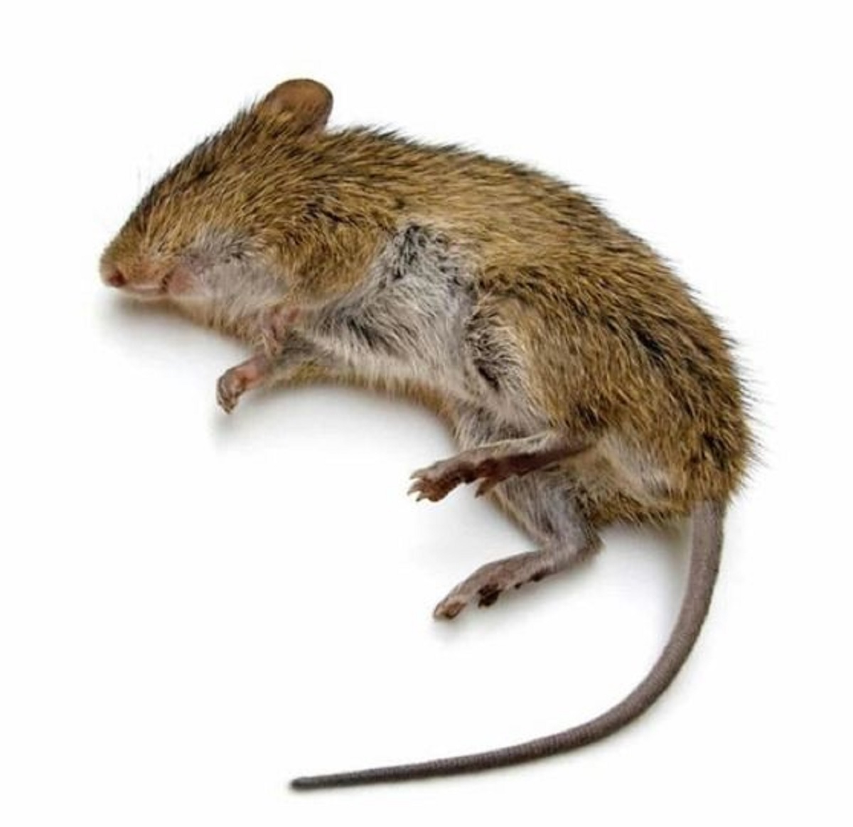 Tidak Perlu Pusing, Ini Nih 5 Cara Praktis Usir Tikus Dari Rumah, Buat Tikus Kapok dan Tidak Kembali