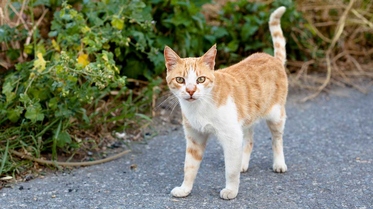 Kenapa Kucing Kampung Susah Gemuk Padahal Suka Makan? Inilah 4 Penyebab Kucing Kurus, yang Perlu Diketahui!