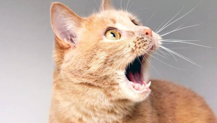 4 Cara Mudah Menghilangkan Bau Mulut Kucing Kampung, yang Efektif dan Simpel! 