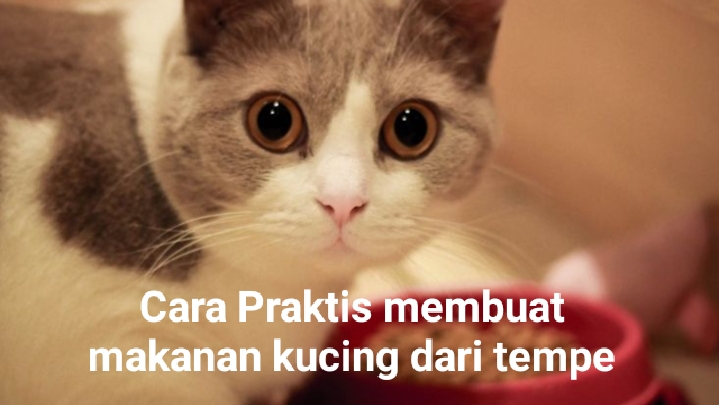 Dijamin Kucing Suka! Begini Cara Praktis Membuat Makanan Kucing Dari Tempe 