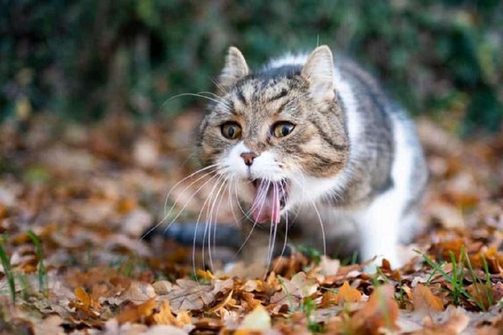 Mengenal 5 Bau Yang Paling di Hindari Oleh Kucing, Yuk Jauhkan Dari Anabul