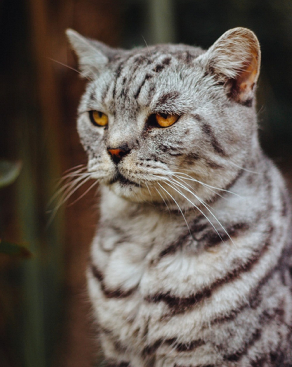 5 Cara Mengatasi Kucing Yang Sedang Sedih, Pemilik Kucing Wajib Simak!