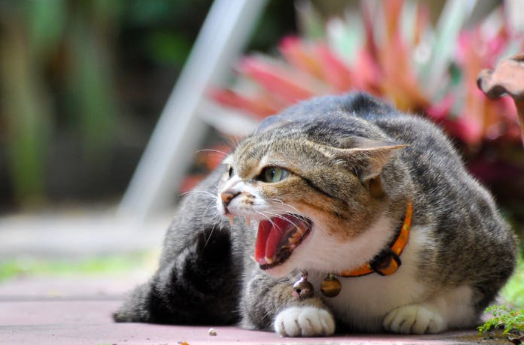 Berani Pelihara? Inilah 6 Jenis Kucing yang Galak dan Punya Sifat Agresif