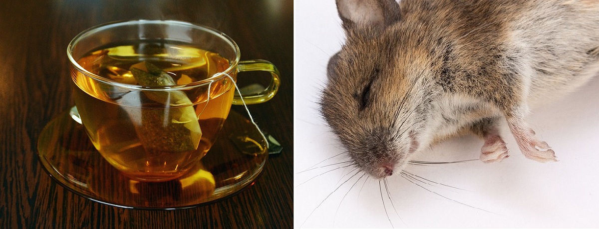Aromanya Bikin Tikus Enggan Mendekat! Ini Dia 6 Cara Usir Tikus Menggunakan Teh Celup, Apakah Efektif?