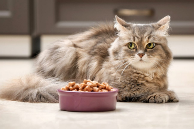 Ternyata Ini Alasan Kenapa Kucing Suka Pilih Pilih Makanan, Simak Cara Mengatasinya Berikut!