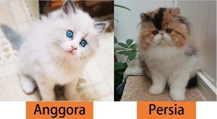 5 Perbedaan Kucing Anggora dengan Persia, Ternyata Dapat Terlihat Jelas Loh! Point 2 dan 3 Bikin Terkejut