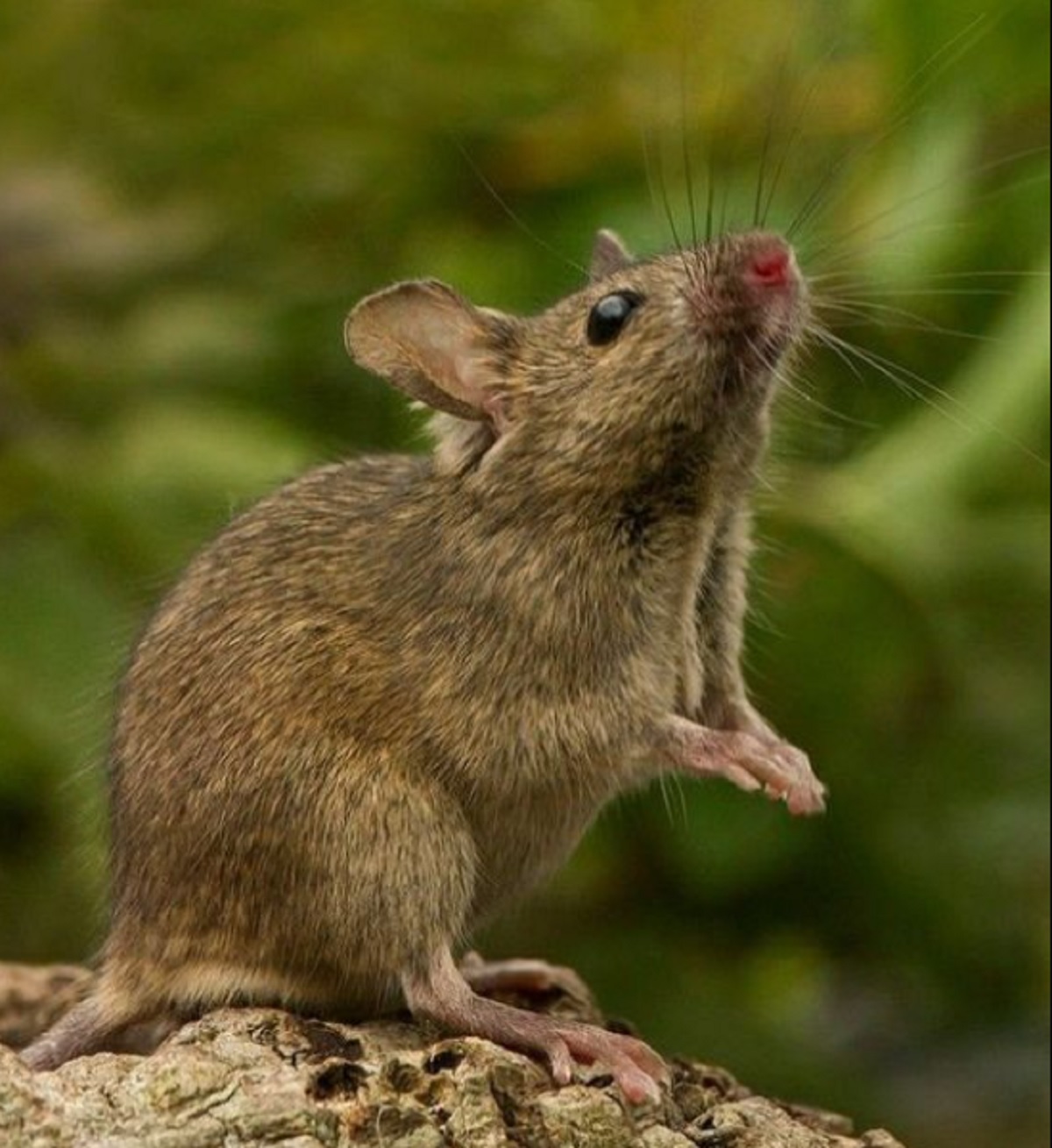 Baunya Bikin Tikus Pergi Menjauh, Ini Dia 5 Bau Alami Yang Tidak Disukai Tikus