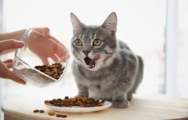 Cara Membuat Makan Kering Untuk Kucing Peliharaan, Mengandung Bahan Berkualitas Bisa Awet Hingga 3 Bulan! 