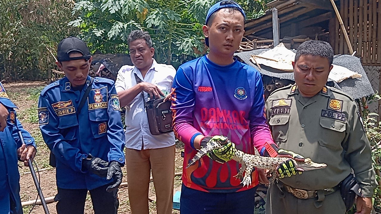 Damkar Kuningan Evakuasi Anak Buaya dari Permukiman Warga di Cigandamekar