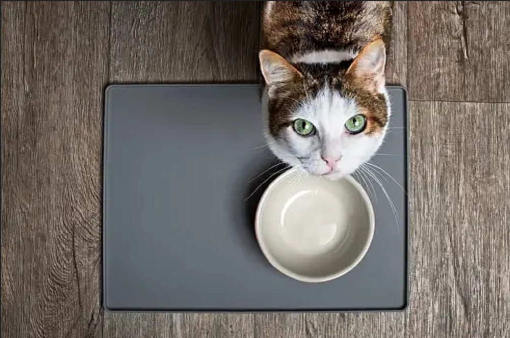 Jangan Biarkan Anabul Kelaparan! Yuk Simak 5 Ciri-Ciri Kucing Lapar Yang Perlu Kamu Ketahui