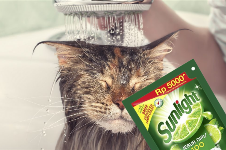 Apakah Boleh Memandikan Kucing dengan Sabun Cuci Piring? Awas Dampaknya Berbahaya untuk Anabul!