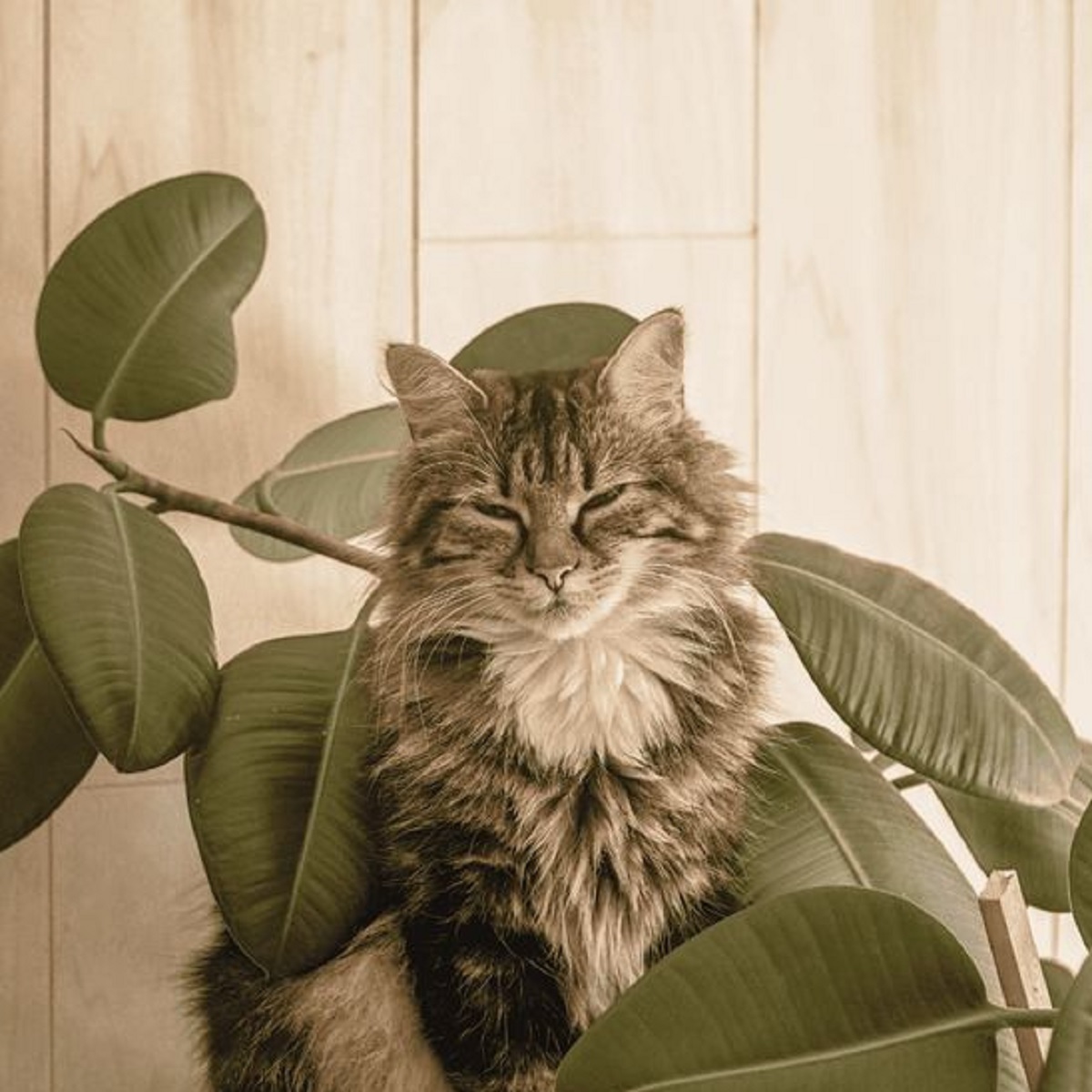 Mengenal 7 Tanaman Yang Dibenci Kucing, Bisa Untuk Mengusir Kucing Liar Yang Suka Buang Air di Rumah
