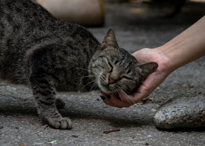 3 Manfaat Memelihara Kucing Kampung Bagi Pemiliknya, No. 3 dapat Mengajari Anak Memiliki Sifat Tanggung Jawab