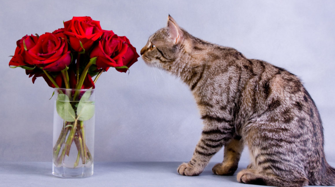 Ini 6 Daftar Tanaman yang Aman Untuk Kucing Peliharaan Kita, Baik Indoor dan Juga Outdoor!