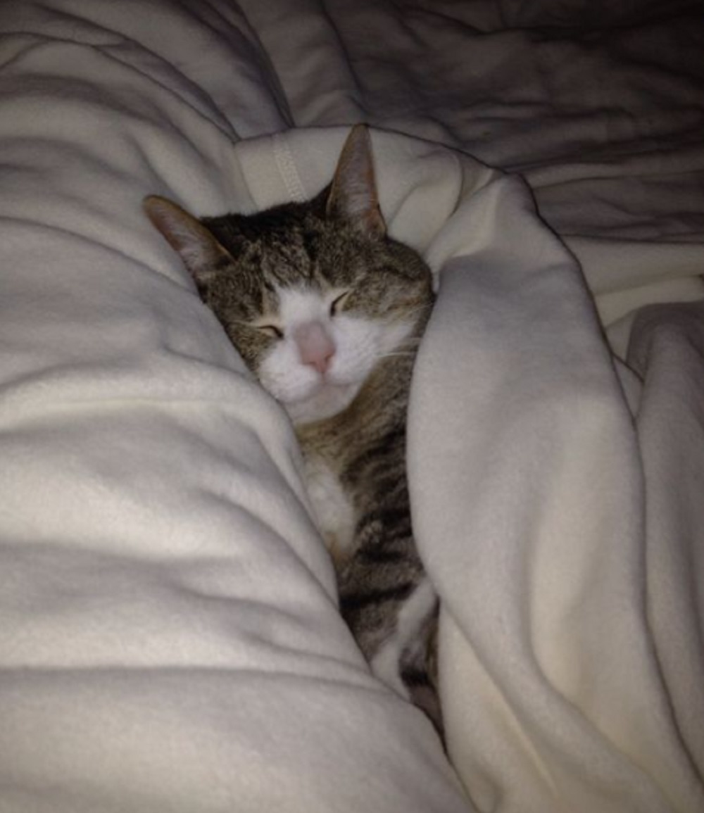 5 Manfaat Tidur Bersama Kucing Peliharaan Yang Banyak Orang Tidak Tahu, Yuk Simak Manfaatnya Disini