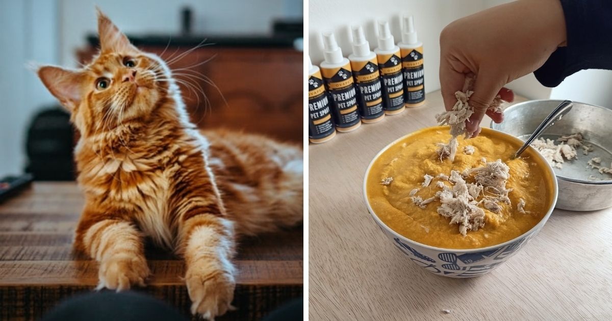 3 Olahan Makanan Kucing Yang Mudah Dibuat di Rumah, Memiliki Nutrisi yang Dibutuhkan Anabul, Ketahui Yu..