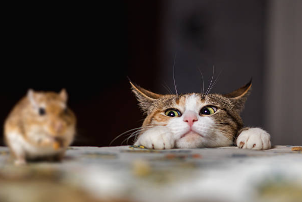 Simak 5 Cara Melatih Kucing Berburu Tikus Berikut agar Anabul di Rumah Jadi Berguna