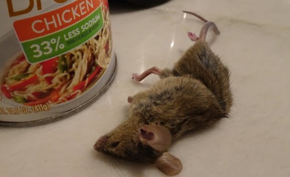 Bikin Tikus Trauma! Ini 6 Cara Usir Tikus dengan Bahan Dapur, dari Bawang Hingga Garam