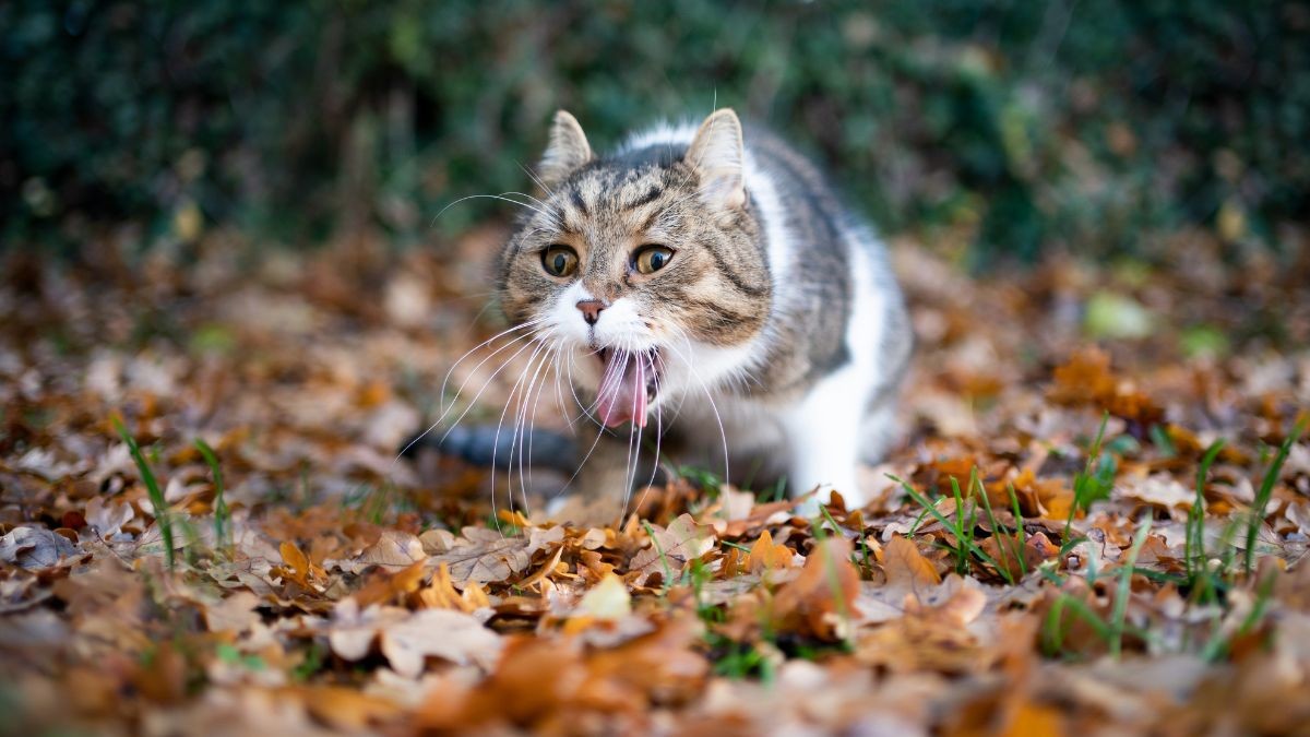 Jangan Dulu Panik! Inilah 5 Penyebab Kucing Muntah, yang Perlu Kamu Ketahui