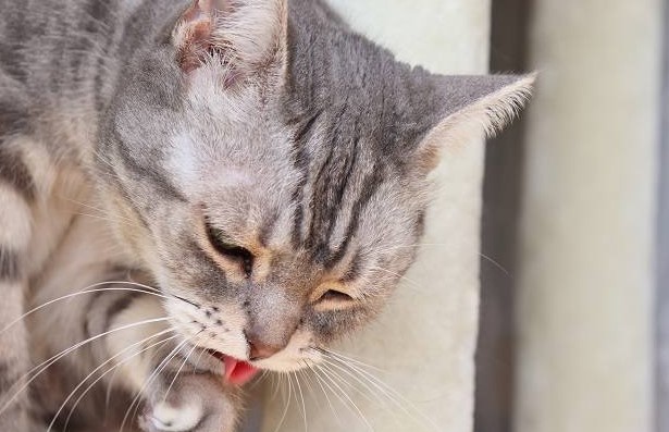 BAHAYA! Ini 3 Alasan Mengapa Kucing Tidak Boleh Makan Tulang yang Masih Sering Diremehkan!