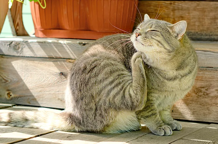 6 Jenis Tanaman yang Tidak Disukai Kucing, Jadi Bau Alami yang Ampuh Mengusir Kucing Liar! Bikin Kucing Kapok