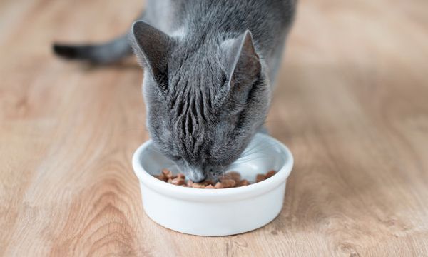 3 Cara Membuat Makanan Kucing Ala Rumahan yang Bisa Dicoba, Mudah dan Murah! 