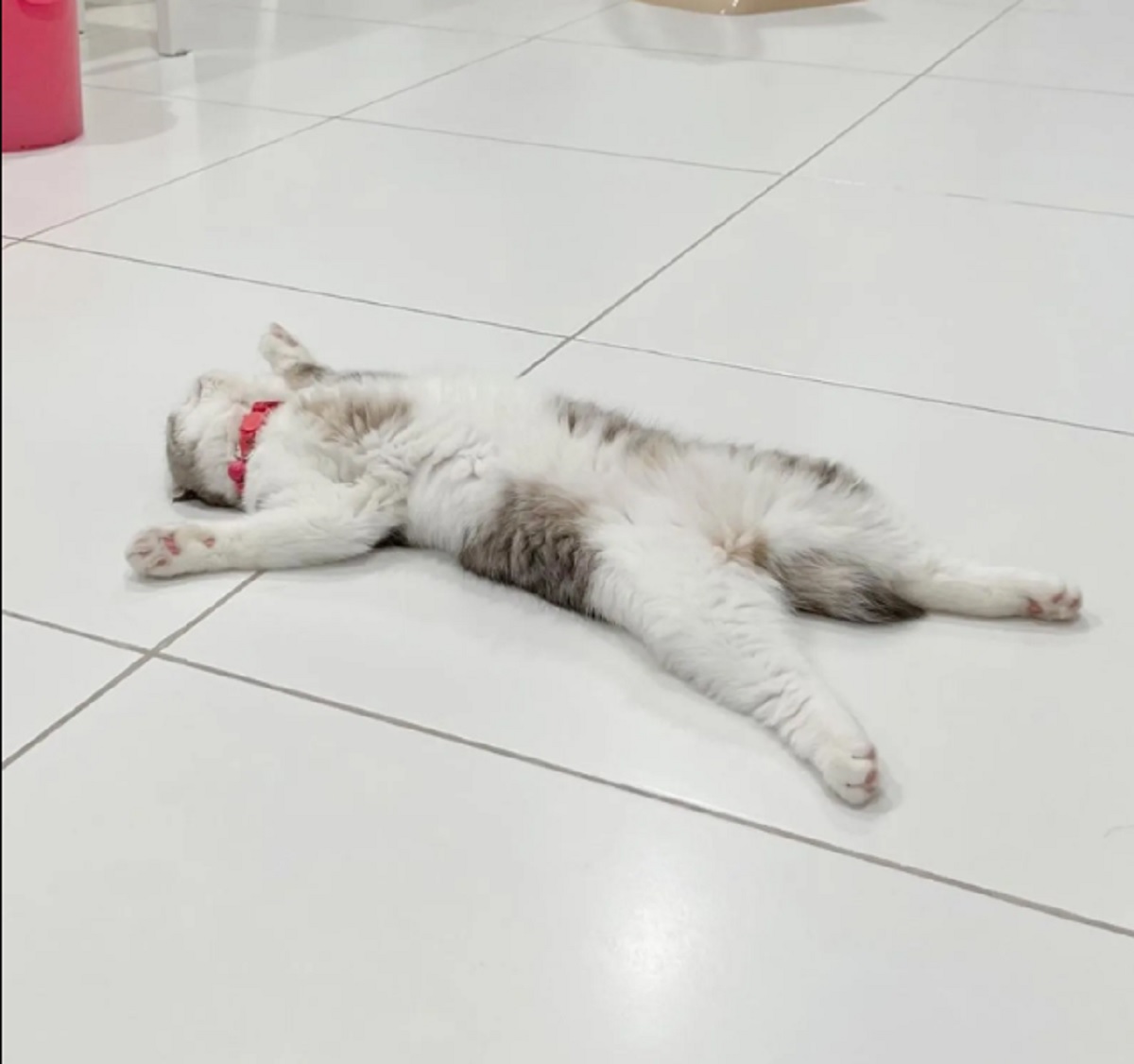 Kenapa Kucing Suka Tidur di Lantai? Yuk Kenali 7 Faktor Yang Membuat Kucing Nyaman Tidur di Lantai