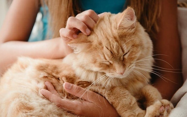 Apa Kucing Sayang Pada Pemiliknya? Ini 6 Cara Untuk Mengetahuinya!