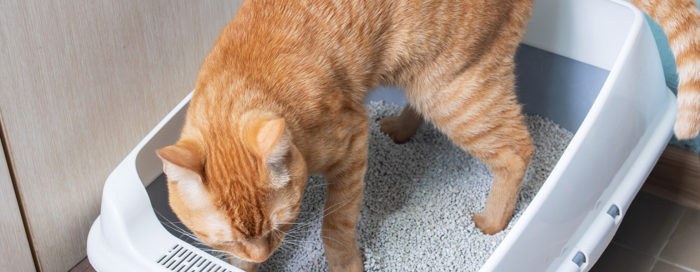 Kenapa Kucing Suka Mengubur Kotorannya? Ini 4 Alasannya, Ternyata Bukan Sekedar Menjaga Kebersihan Lho!