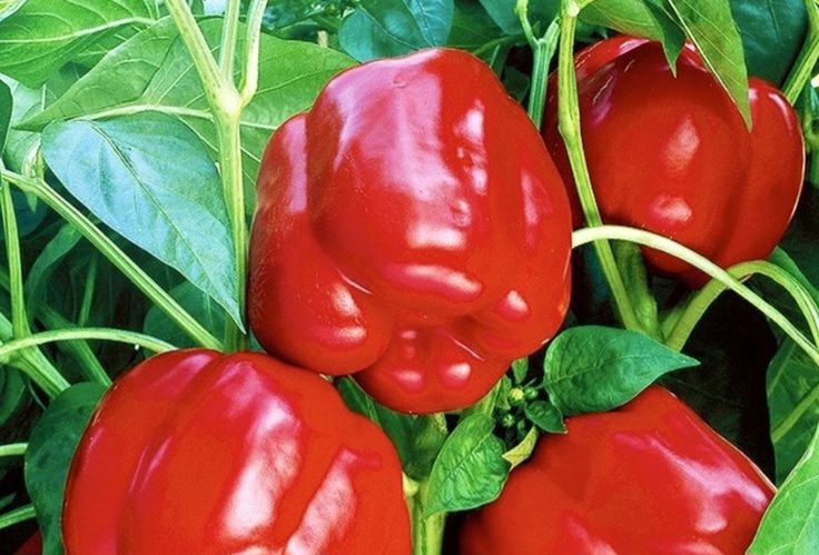 6 Tips Menanam Tanaman Paprika di Halaman Rumah, Lebih Hemat dan Bisa Panen Sendiri