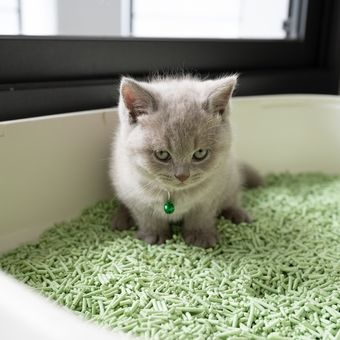 3 Pasir Kucing Biasa Diletakan Pada Litter Box dengan Kelebihan Mampu Menyerap Bau Busuk Kotoran Kucing