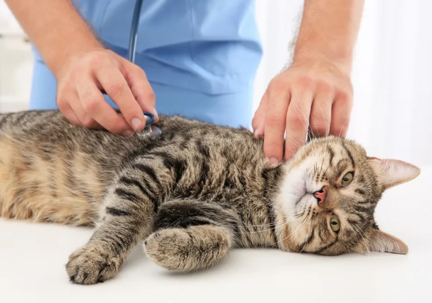 Bukan Hanya Rabies, Ini Dia 5 Jenis Penyakit Kucing yang Paling Sering Dijumpai