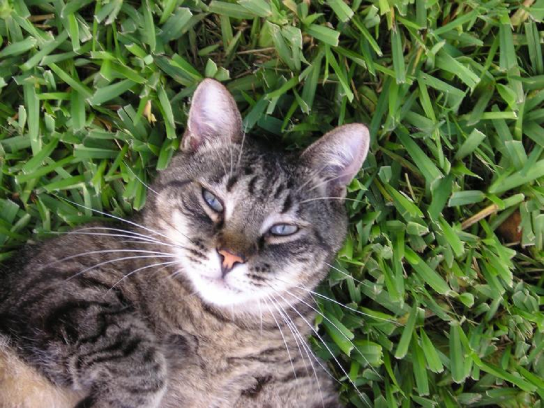 Ternyata Untuk Memenuhi Kebutuhan Nutrisi! Ini Alasan Kenapa Kucing Suka Makan Rumput, Simak Penjelasannya