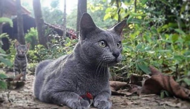 Terancam Punah! 5 Jenis Kucing Ras Asli Indonesia Memiliki Daya Tarik Tak Kalah Unik dari Kucing Ras Luar