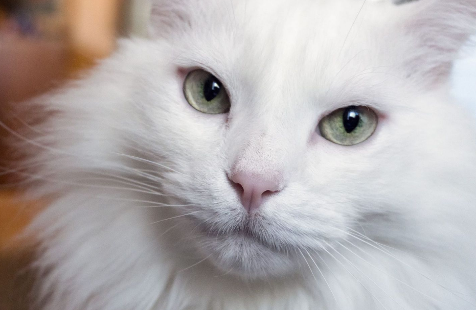 Ini Rekomendasi 35 Nama Kucing Pembawa Rezeki Jantan, yang Mudah diingat dan Juga Berkesan!
