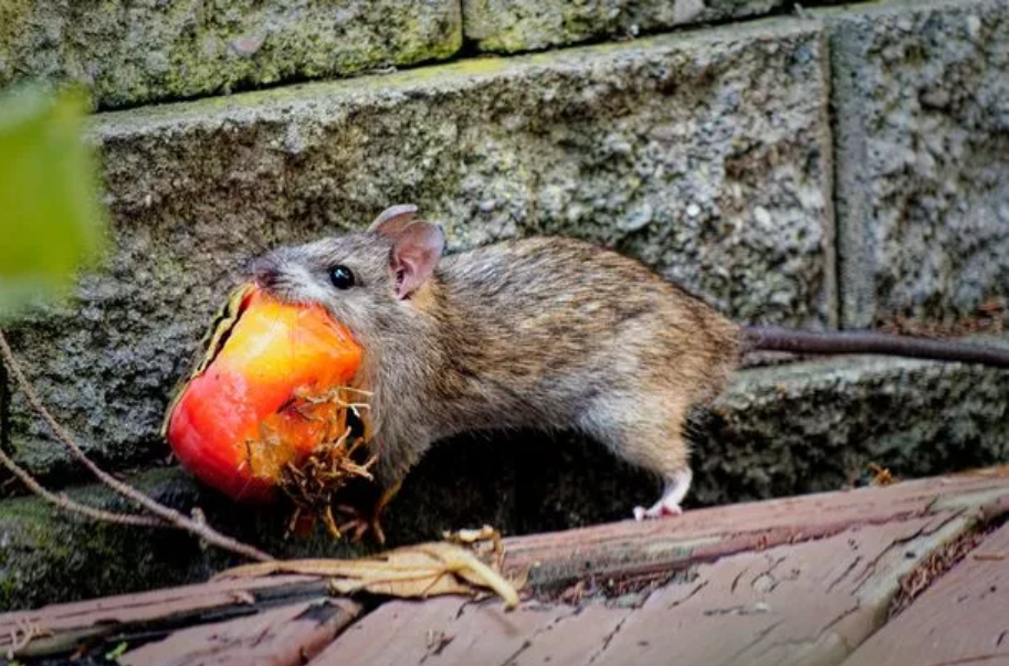 Tidak Hanya untuk Masak, 7 Bahan Dapur yang Ampuh Mengusir Tikus dan Hama Lainnya dari Rumah 