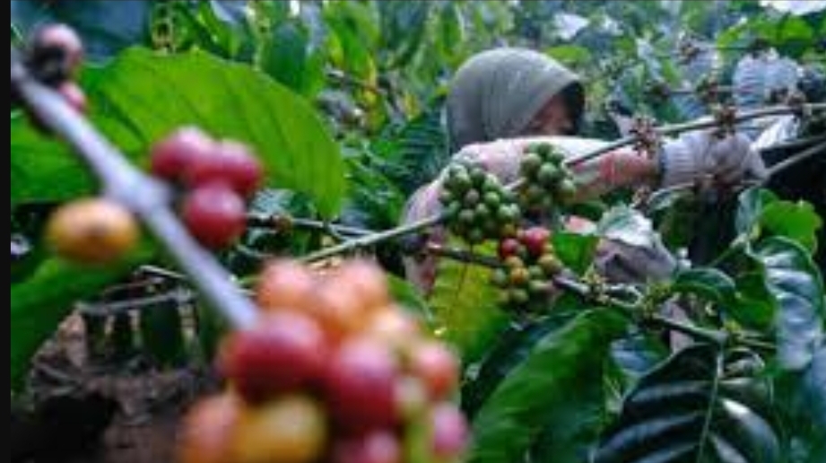 Dekat Kampung Bobotoh Cantik dari Kuningan, Ada Desa Penghasil Kopi Terenak di Lereng Gunung Ciremai