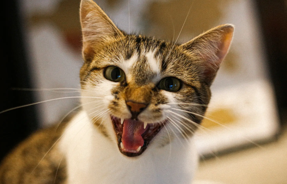 5 Cara Untuk Menghentikan Kucing Birahi yang Berisik, dengan Mudah dan Aman