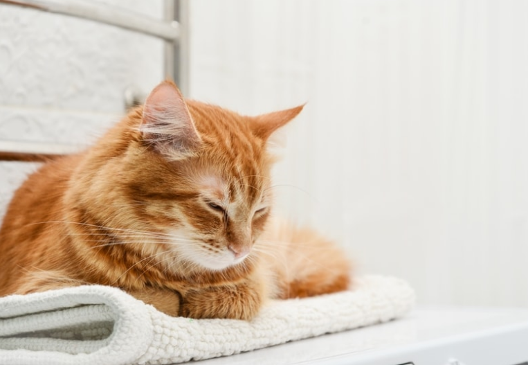 Simak 5 Alasan Kenapa Kucing Suka Tidur di Kamar Mandi Berikut, yang Perlu Diperhatikan Catlovers!