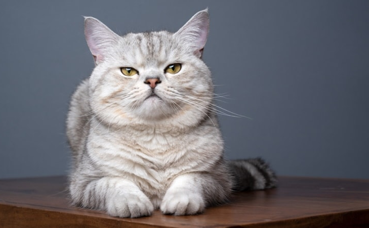 Apakah Kucing British Shorthair Penurut? Yuk, Simak 4 Fakta Unik Kucing British Shorthair Berikut Ini