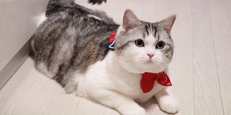 4 Rekomendasi Nama Lucu Kucing Betina Sesuai Karakter